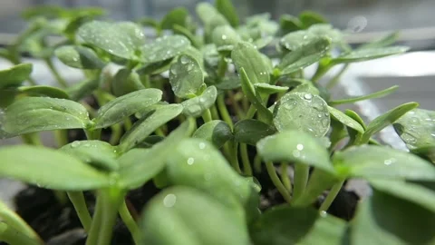 Sunflower microgreen Stock Footage 188194971