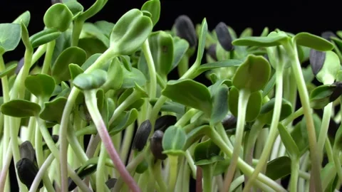 Sunflower microgreens birth on black background. 스톡 동영상 201251526