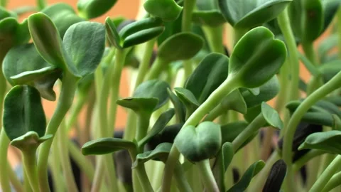 Sunflower microgreens birth close-up. Video stock 201251576