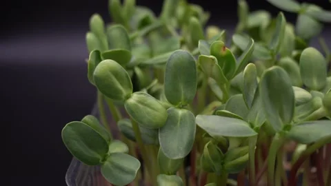 Sunflower microgreens on black background Stock Footage 141629618