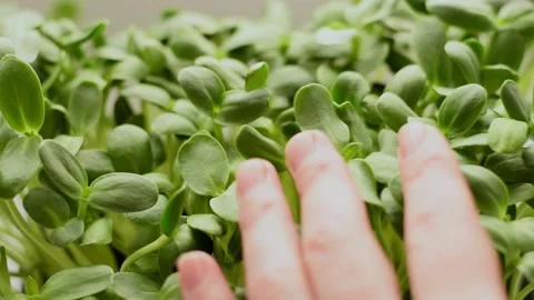 Sunflower microgreens close-up. Stock Footage 150634010