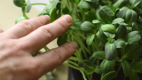 Sunflower microgreens close-up.Hands touch the leaves.Home gardening. Stock Footage 150634205