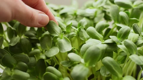 Sunflower microgreens close-up. Hands touch the leaves. Stock Footage 150634735