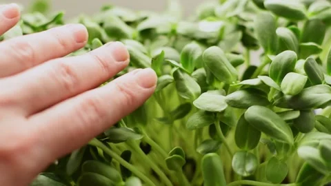 Sunflower microgreens close-up.Slow motion. Stock Footage 150634751