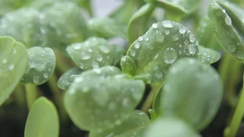 Sunflower microgreens Stock Footage 188190994