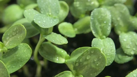 Sunflower microgreens Stock Footage 188192620