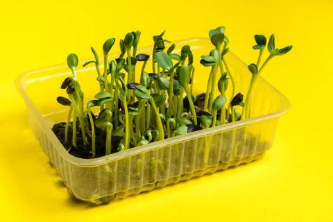 Sunflower microgreens grown hydroponically Foto stock