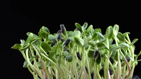 Sunflower microgreens rotation on black background. Stockbeeldmateriaal 201249076