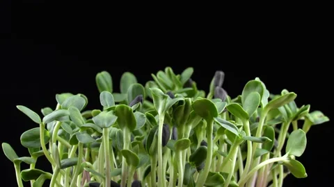 Sunflower microgreens rotation on black background. 스톡 동영상 201249122