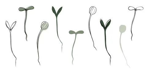 Sunflower microgreens vector hand drawn illustration. Contour and green plant Stock Illustration