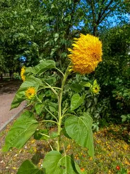 A sunflower in the middle of a field of flowers Stock Photos