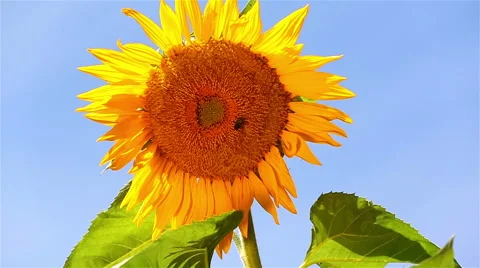 Sunflower Middle Slow Close Up Stock Footage 57750153