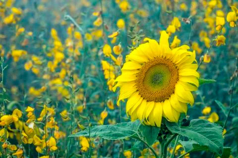 Sunflower of Mon Cheam Stock Photos