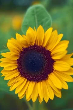 Sunflower in the morgning Stock Photos