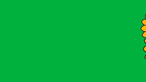 Sunflower Motion Graphics Animation on Green Screen - Seamless Loop Transitions Stock Footage 320375603