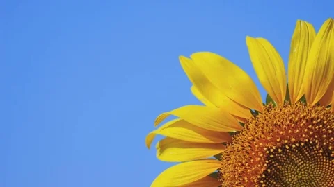 Sunflower with moun and sky Stock Footage 72160231