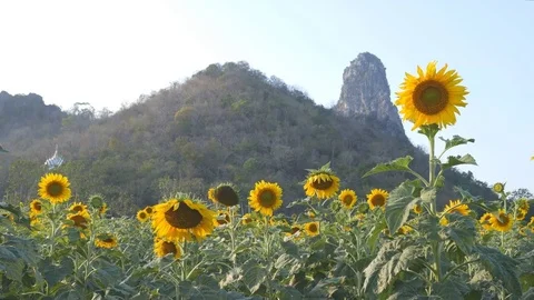 Sunflower with mountain and sky Video stock 72003315