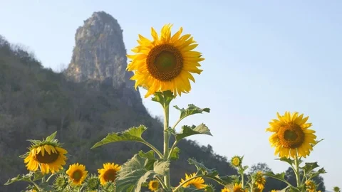 Sunflower with mountain and sky Video stock 72018793