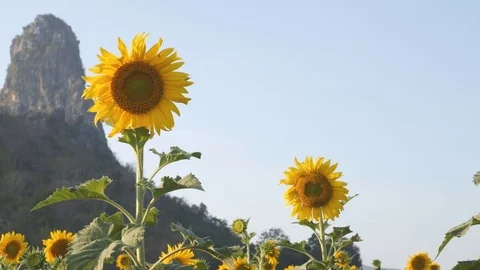 Sunflower with mountain and sky Stock Footage 72019797
