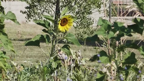 Sunflower moved by wind, insects and butterfly flying around. Single sunflower,  Stock Footage 137006555