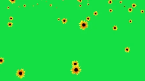 Sunflower Moving Particle Fall Animation Green Screen Video stock 303115186