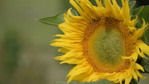 Sunflower is moving in the wind. Young blossoming sunflower plant close up. Stock Footage 92168884