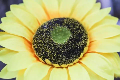 Sunflower natural background. Stock Photos