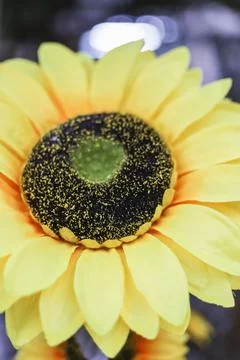 Sunflower natural background. Stock Photos