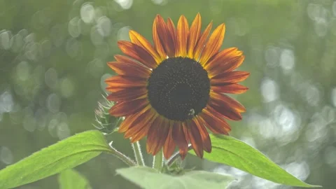 Sunflower in natural light showcasing vibrant colors and elegance 库存影片 301744309