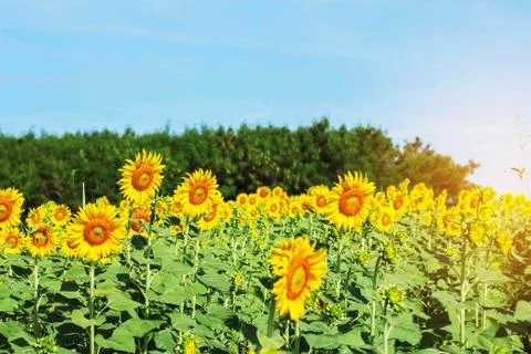 Sunflower with the natural Stock Photos