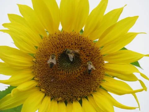 Sunflower with nectar feeders Stock Photos