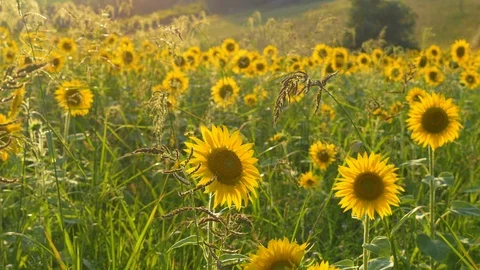 Sunflower no ogm 4k Video stock 127113295