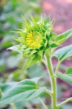 Sunflower is not open Stock Photos