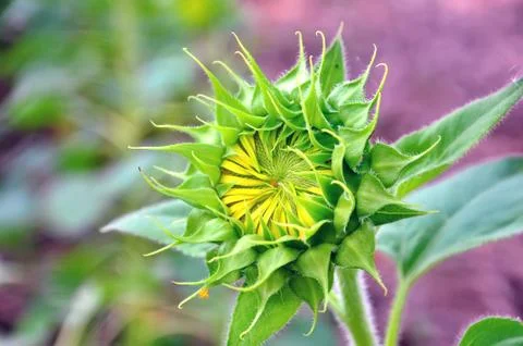 Sunflower is not open Stock Photos