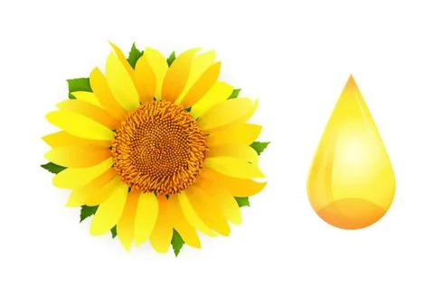 Sunflower oil on white background vector Stock Illustration