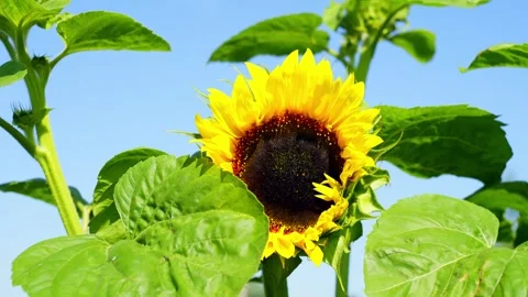 A sunflower opens its petals under the bright sun. Stock Footage 254471408
