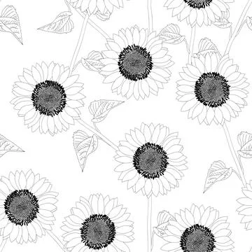 Sunflower Outline on White Background Stock Illustration