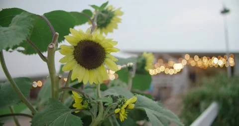 Sunflower outside during dusk. Stock Footage 134526093