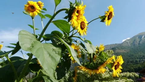 Sunflower over a blue sky Stock Footage 236616440