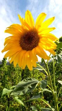 Sunflower over a cloudy sky Foto stock
