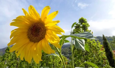 Sunflower over a cloudy sky Stock Photos
