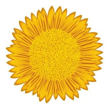 Sunflower over white Stock Illustration