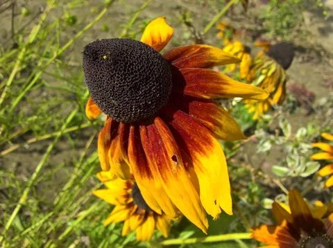 Sunflower Overblown Stock Photos