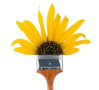 Sunflower paintbrush Stock Photos