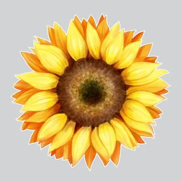 Sunflower painting Stock Illustration