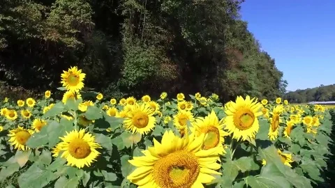 Sunflower pan with bees Stock-Footage 69095438