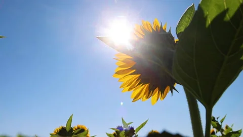 Sunflower PanUp Vídeos de archivo 163939558