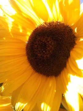 SUNFLOWER PART 2 写真素材