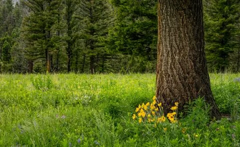 Sunflower Patch Grows At The Base Of Pine Tree Stock Photos