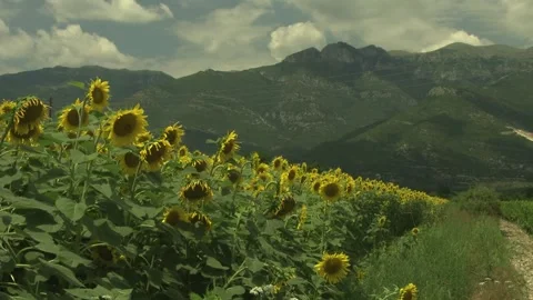 Sunflower Patch, Vermio Mountains, Veria, Greece Stock Footage 326005845